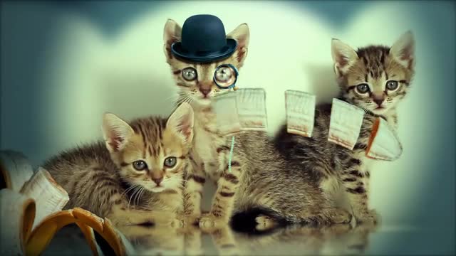 Cute cat video funny cat kitten video