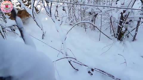 HAPPY DOGS LOVE SNOW