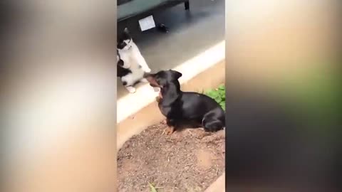 Funny Cat videos/ 1 hour full entertainment