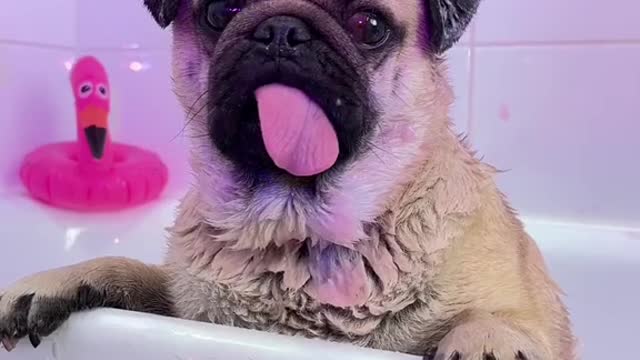 Hi! Im Johnny💕 Do u like pugs?🥺#pug #dog