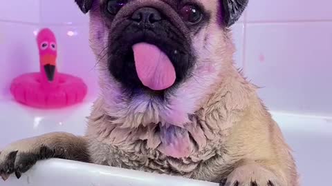 Hi! Im Johnny💕 Do u like pugs?🥺#pug #dog