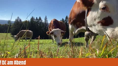 11.04.22 20:00 Uhr Direktübertragung! DC am Abend