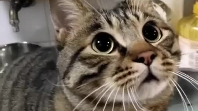 Cute cat funny video