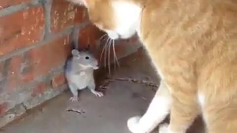 Cat and mouse(Tom and jerry fact)🤣