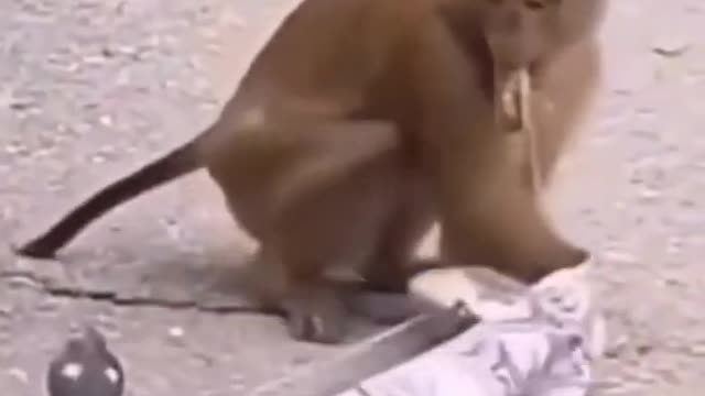 Monkey vs snack funny scen