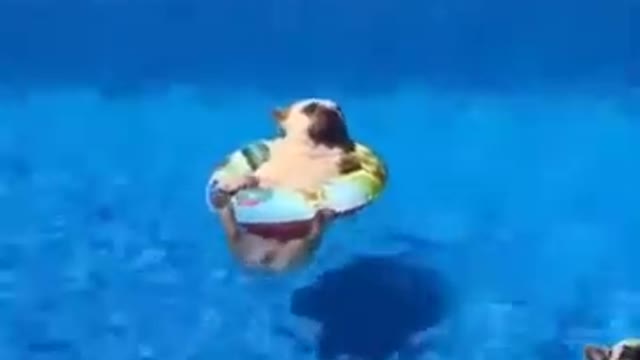 Funny Pug Swimming