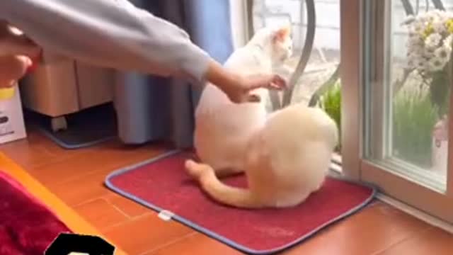 Cat's Funny Scene