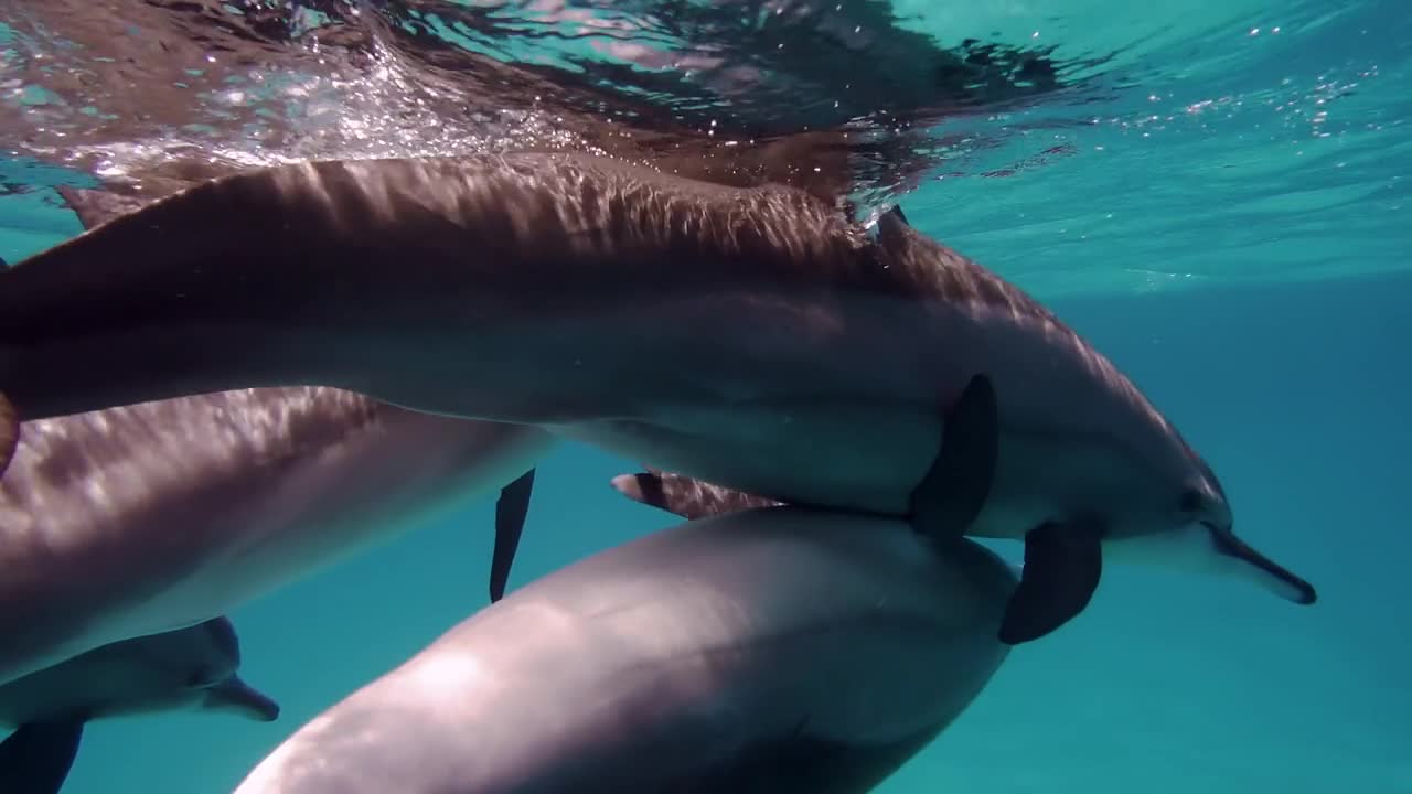 dolphins copulating underwater