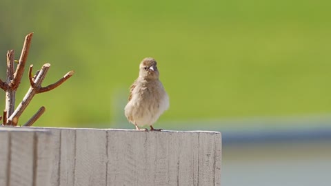 Air bird dances in a relaxed and funny way