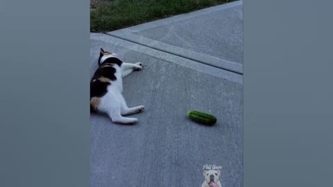 Look how cucumber scare cats : funny event