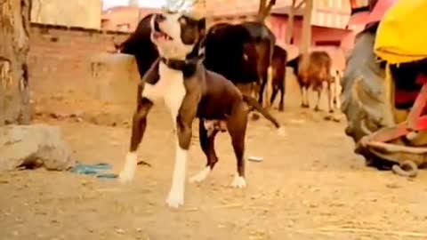 Pitbull dog very hard training video