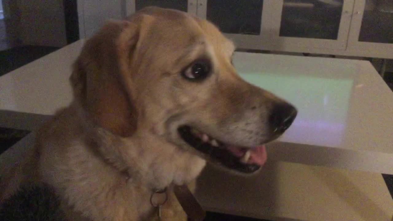 Retriever Reacts to Being Asked if She Wants to go to the Park