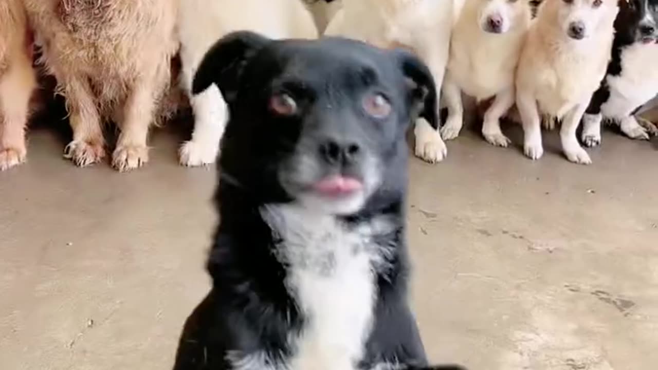 Funny Dancing Dogs