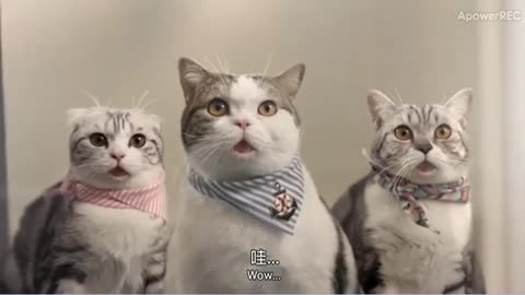 Funny animal/super funny cat ad