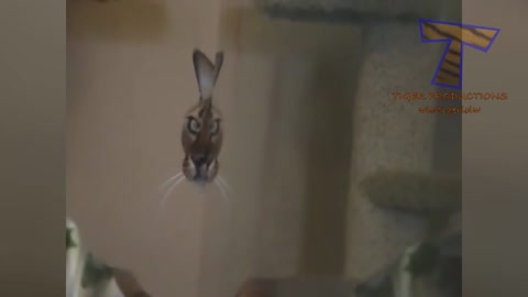 The funniest most humorous cat videos ever, So Funny