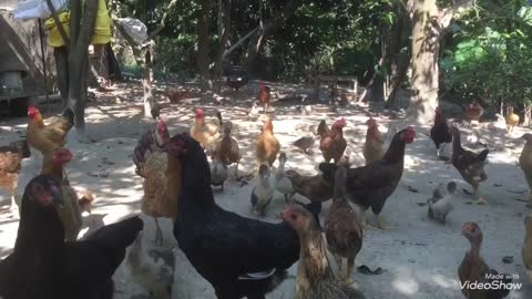 Duck and chicken - animals home