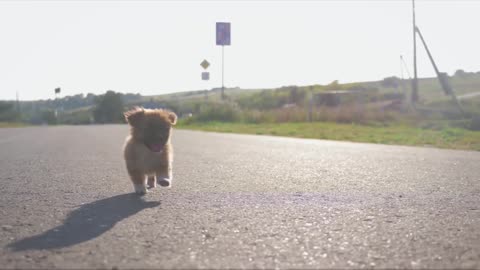 AWW Animals SOO Cute! Cute baby animals Videos