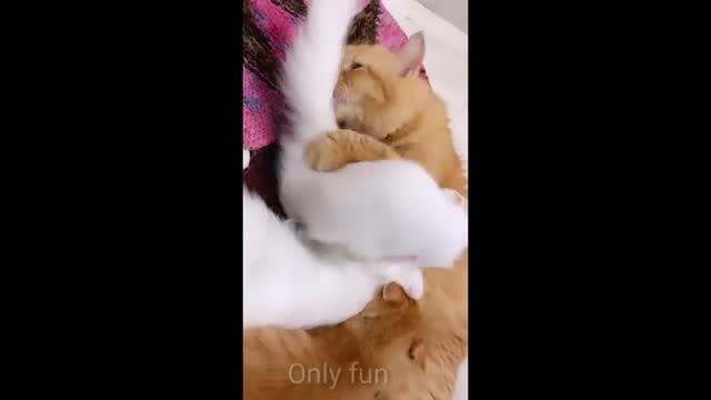 Cat videos