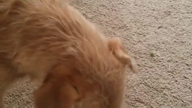 Ark Of Grace Sanctuary...Noble the Mini Pig and His Peas!!!