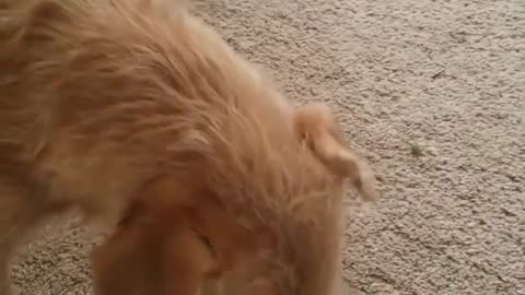 Ark Of Grace Sanctuary...Noble the Mini Pig and His Peas!!!