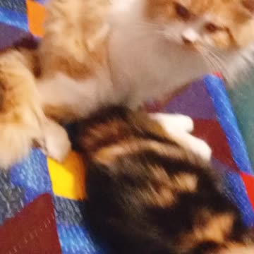 Max and Oreo | Persian Cats videos 2022 Subscribe ( PersianCatsZone)