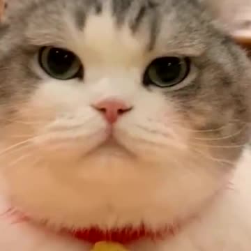 🐱:I miss you so much today