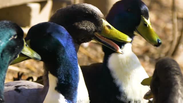 beautiful animals