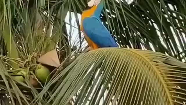 Watch the parrot take and eat the coconut very professionally.