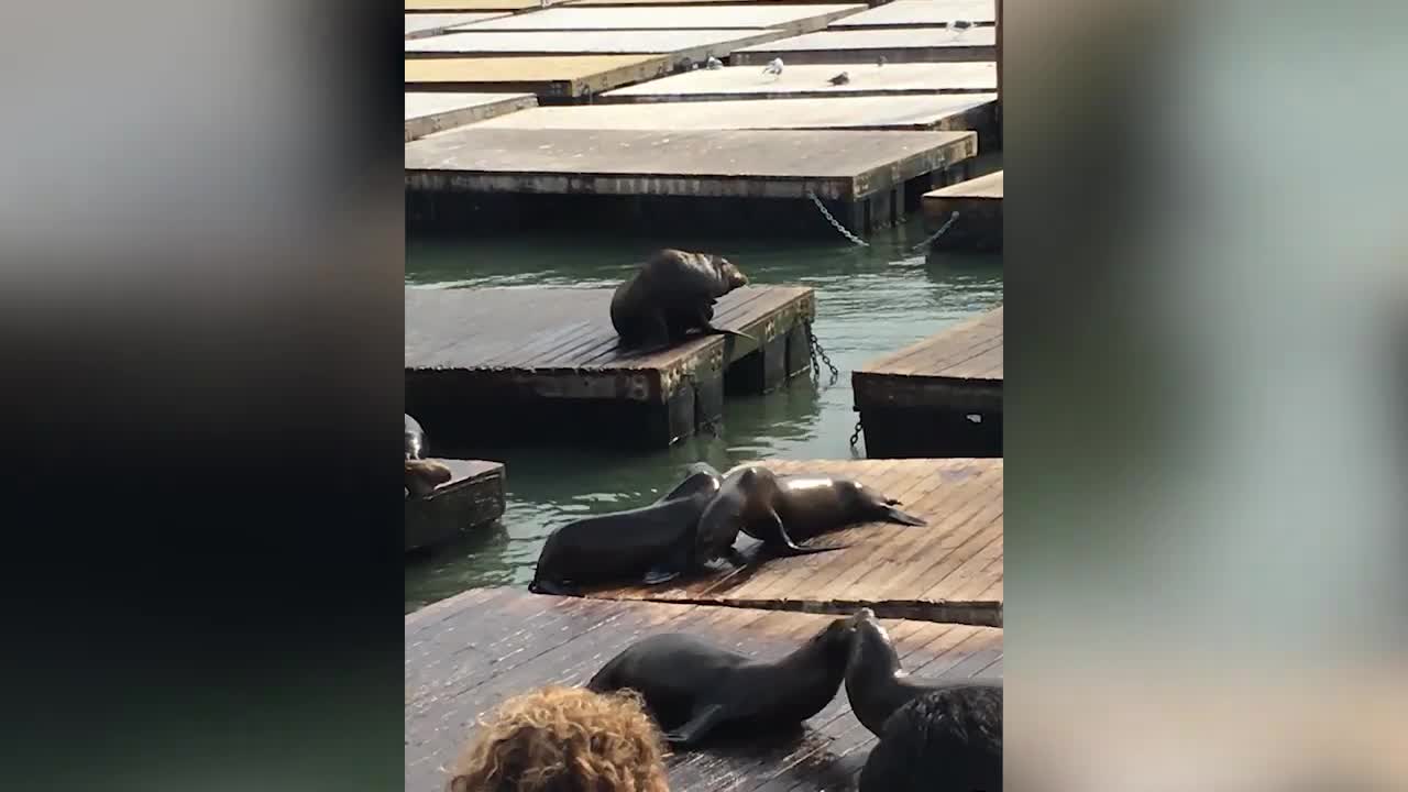 amazing baby seals