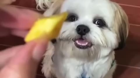 Dog smiled after giving food by her owner