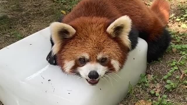 The red panda