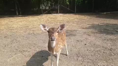 a flower-like deer