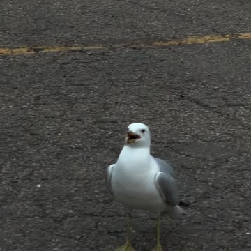 Like morning is the sound of seagulls