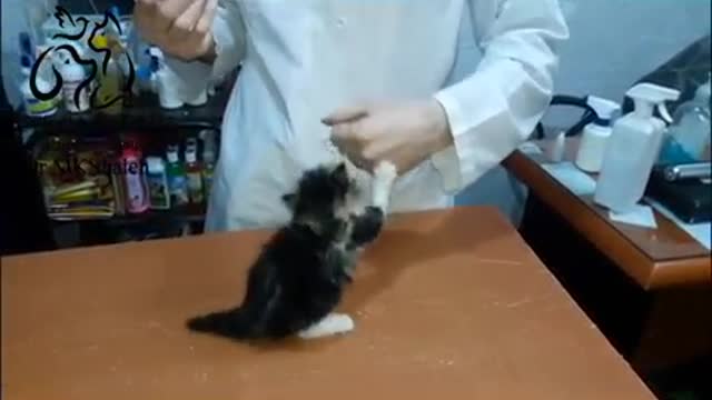 yt1s.com - tiny angry cat at vet clinic_360p