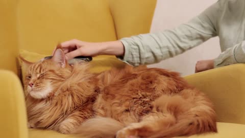 Caressing the cat's hair, having fun with the cat.