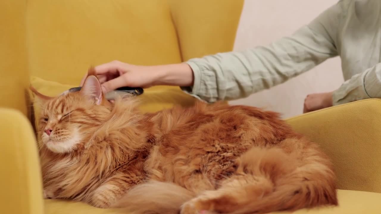 Caressing the cat's hair, having fun with the cat.