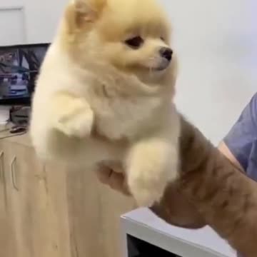 😍Cute and Funny Dog Compilation