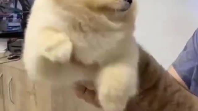 😍Cute and Funny Dog Compilation