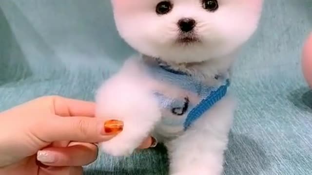 Cute little dog will melt your heart🥺