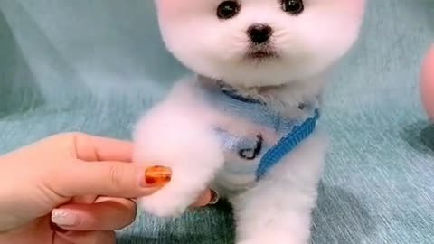 Cute little dog will melt your heart🥺