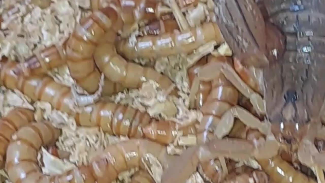 Scorpion VS Mealworm