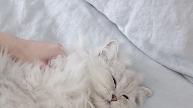 cute kitten getting massage to relax 2021