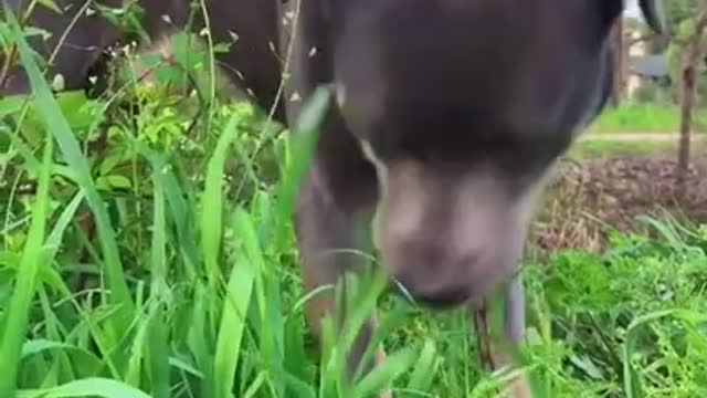 Pet Dog Funny Animals Videos