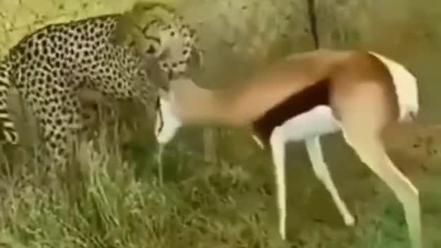 Wait for end | animals lovers | funny animals #shorts