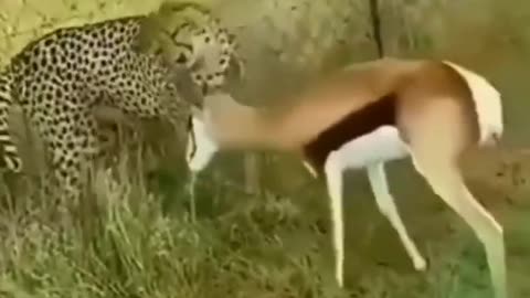 Wait for end | animals lovers | funny animals #shorts