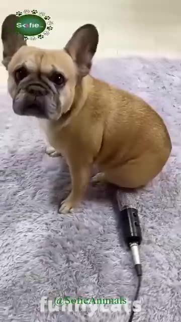 Cute Pets| #Pets #cutepets #animalsshorts #wildanimals #wildlife #sofie animals