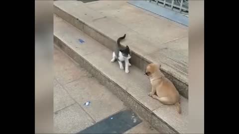 Funny animal