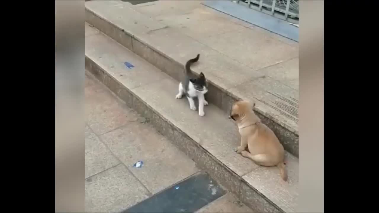 Funny animal