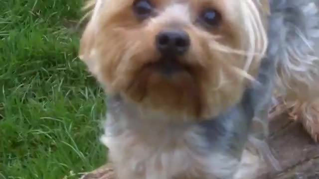 Yorksahre terrier Bobby Dazzier