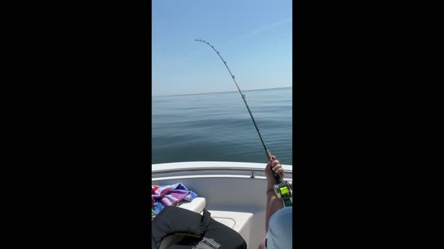 CHESAPEAKE BAY COBIA